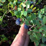 Wild blueberries grow on very short plants only a few centimeters high