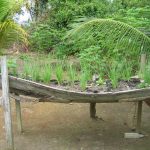 An old canoe makes a raised garden bed - just above the wet season high-water level