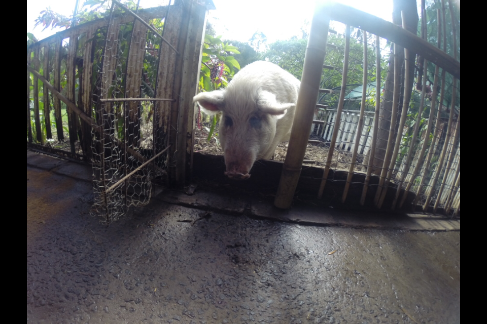 Permaculture College Australia