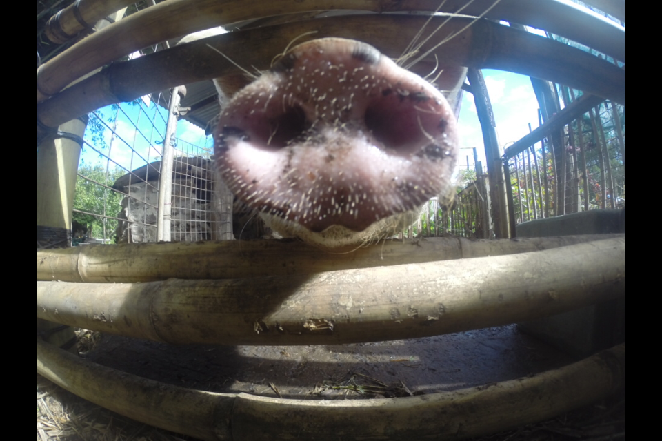 Permaculture College Australia