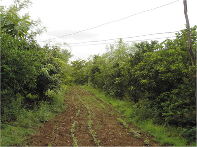 Traditional grain crops planted between food, fuel and fodder forestry in central India
