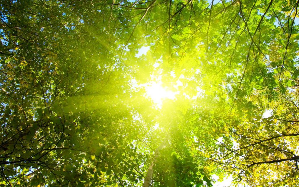 Permaculture College Australia