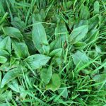 Wild sorrel
