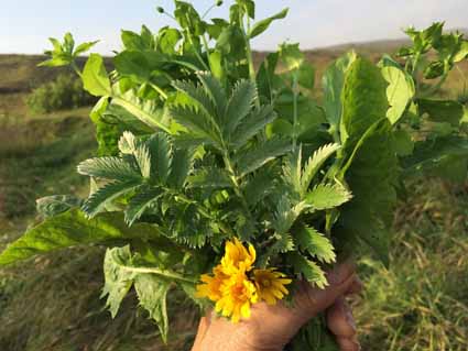 wild harvest in Iceland - Robyn Francis