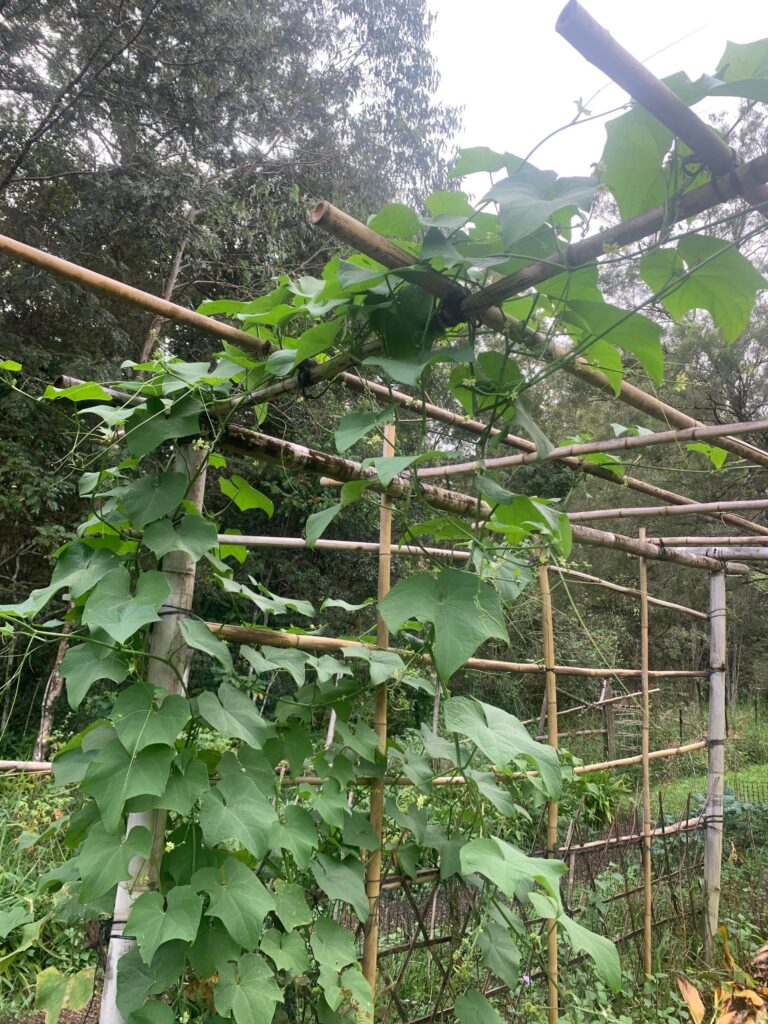 Permaculture College Australia