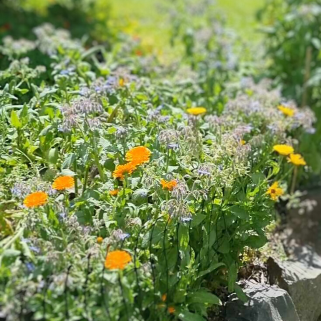 Permaculture College Australia