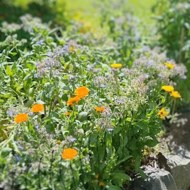 Online Courses & Digital Downloads